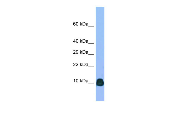 1 - Atp6v0b Antibody - N-terminal region AI12515