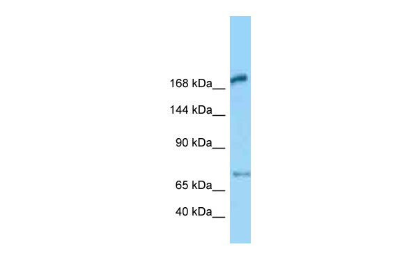 1 - Megf6 Antibody - middle region AI12543