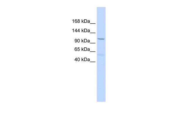 1 - PCDH8 antibody - middle region AI12566
