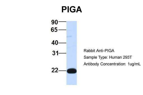 1 - PIGA antibody - middle region AI12567