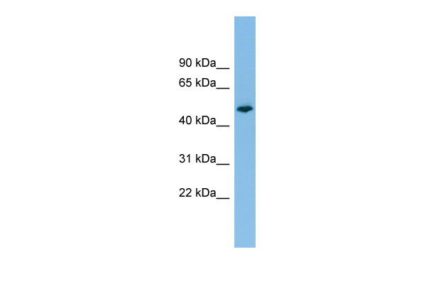 1 - PTPRR antibody - N-terminal region AI12571