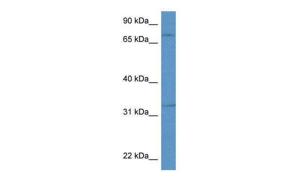1 - Scg2 antibody - middle region AI12580