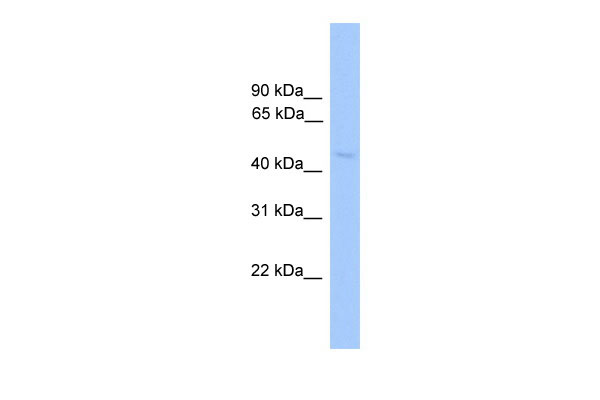 1 - NR1H2 antibody - N-terminal region AI12597