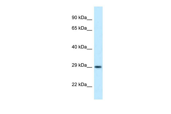 1 - Olig1 antibody - middle region AI12632