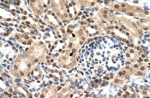 2 - IFIT3 antibody - N-terminal region AI12645