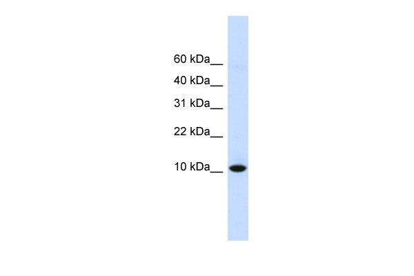 1 - DDT antibody - N-terminal region AI12649