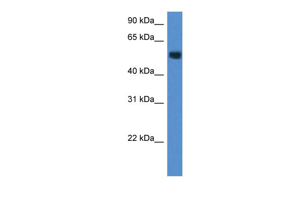 1 - Chst2 antibody - middle region AI12680