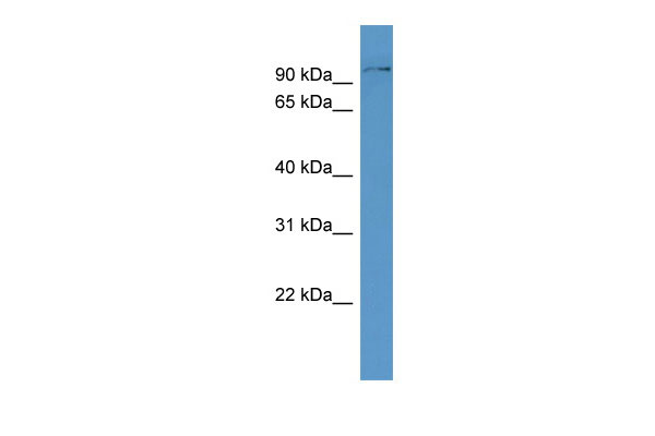 1 - Dag1 antibody - C-terminal region AI12681