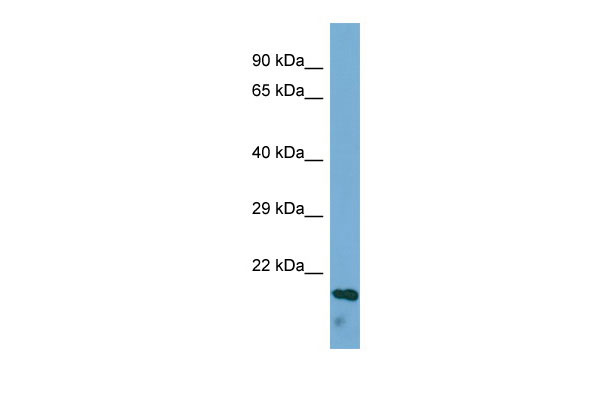 1 - ECM1 Antibody - middle region AI12682
