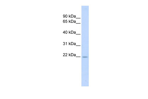 1 - TNFSF18 antibody - middle region AI12693