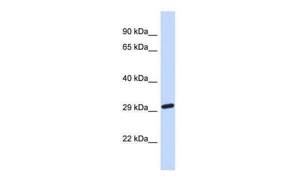 1 - NAALAD2 Antibody - middle region AI12698