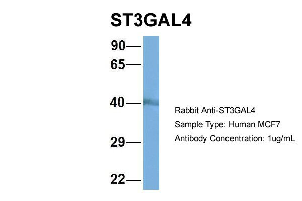 1 - ST3GAL4 antibody - middle region AI12705