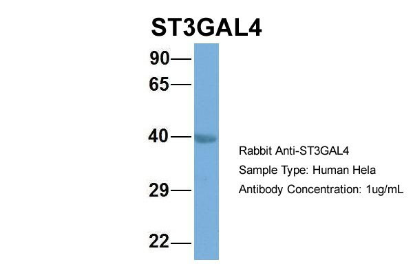 1 - ST3GAL4 antibody - middle region AI12705