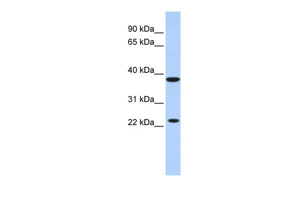 1 - KLRA1 antibody - N-terminal region AI12709