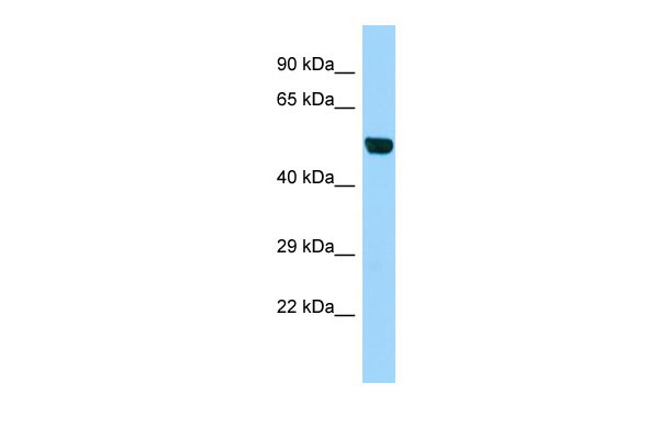 1 - B3gnt1 Antibody - middle region AI12713