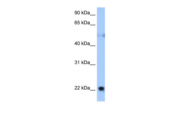 1 - RTN4 antibody - middle region AI12715