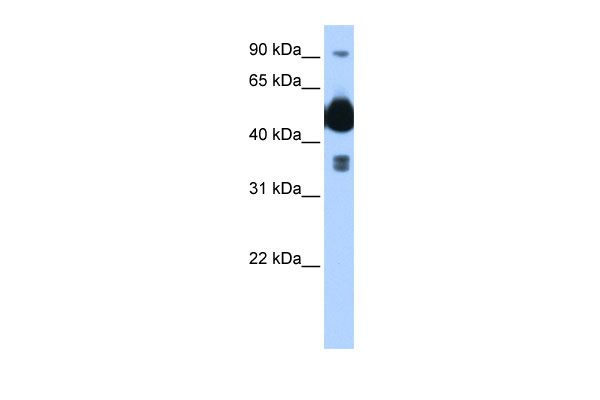 1 - FICD antibody - C-terminal region AI12719