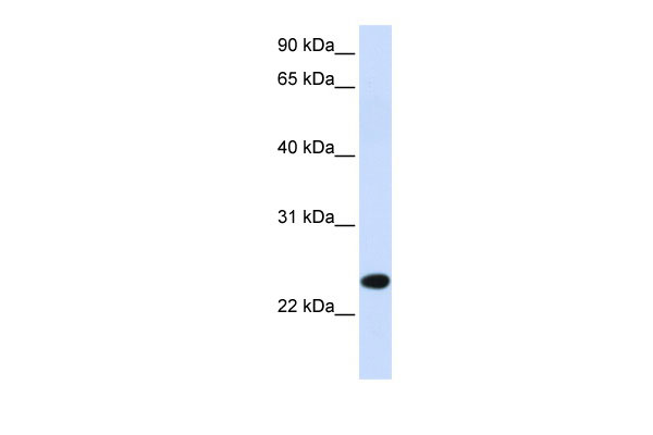 1 - PILRB antibody - middle region AI12729