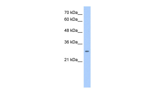 1 - NRG1 Antibody - middle region AI12732