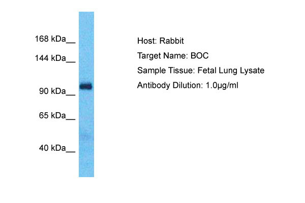 1 - BOC Antibody - middle region AI12777