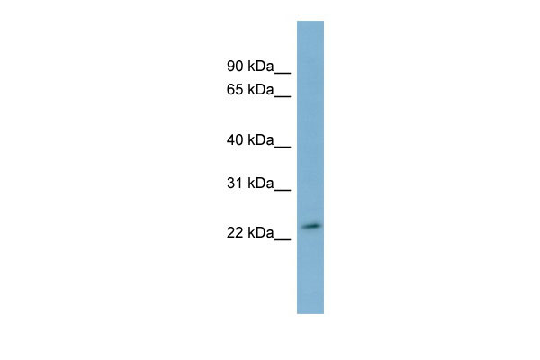 1 - DUXA antibody - middle region AI12802