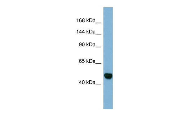1 - MAML3 Antibody - C-terminal region AI12822