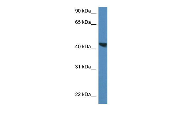 1 - Meis3 antibody - C-terminal region AI12823