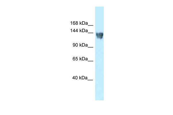 1 - Xpo5 antibody - N-terminal region AI12826