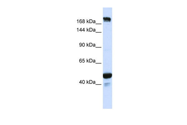 1 - KIAA1618 antibody - N-terminal region AI12827
