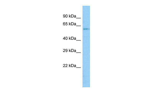 1 - Zkscan6 Antibody - C-terminal region AI12834