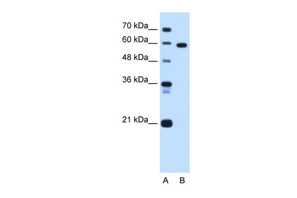 1 - TBX15 antibody - C-terminal region AI12836