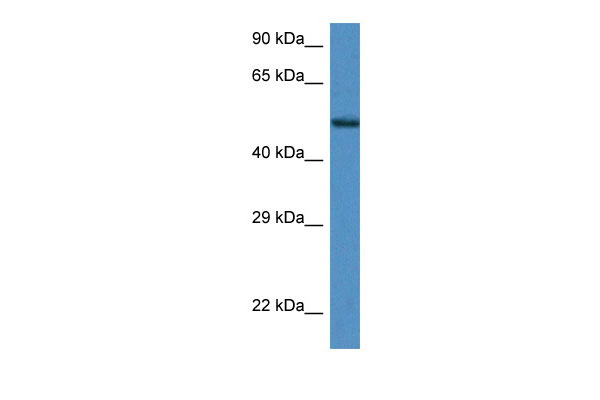 1 - Zfp275 antibody - middle region AI12842