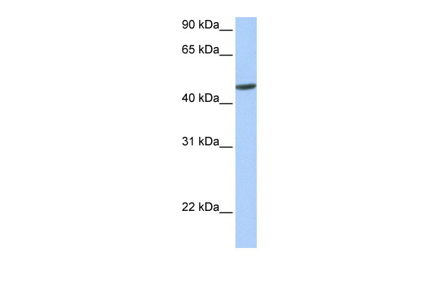 1 - hCG_20426 antibody - N-terminal region AI12846