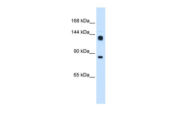 1 - hb antibody - N-terminal region AI12852