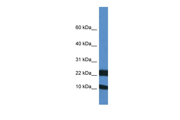 1 - Fxn antibody - middle region AI12861