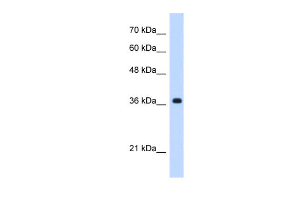 1 - C19orf47 antibody - C-terminal region AI12908