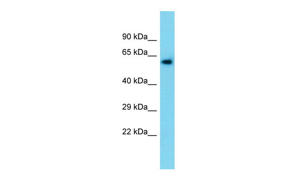 1 - Tymp Antibody - N-terminal region AI12917