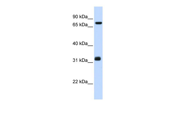 1 - TCP10 antibody - middle region AI12924