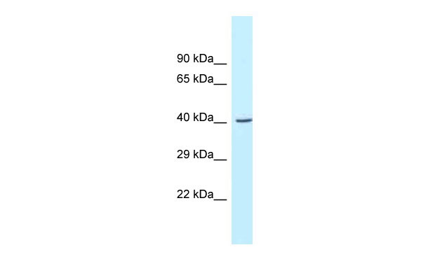1 - Gcat antibody - C-terminal region AI12938