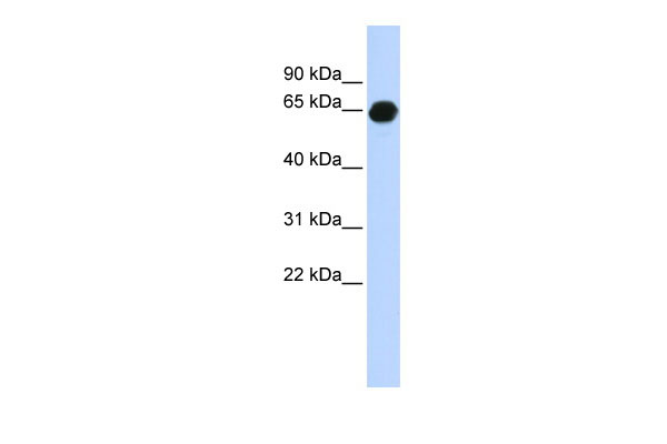 1 - B3GALNT2 antibody - middle region AI12979
