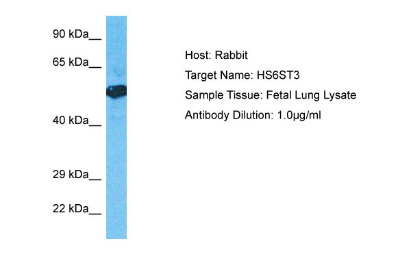 1 - H6ST3 Antibody - N-terminal region AI12981