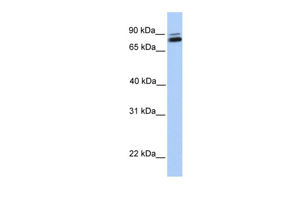 1 - GGTL3 antibody - C-terminal region AI12990