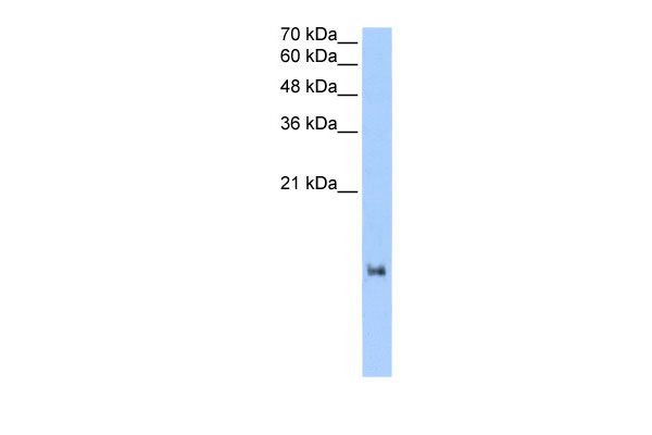 1 - LOC653186 antibody - N-terminal region AI13009