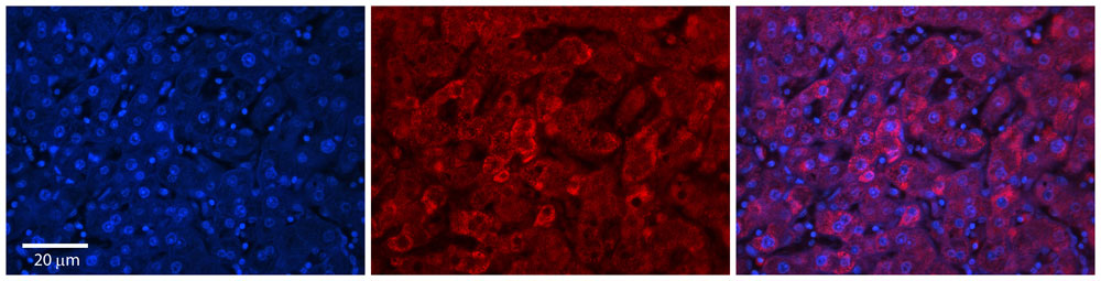 2 - UGT1A7 antibody - N-terminal region AI13023