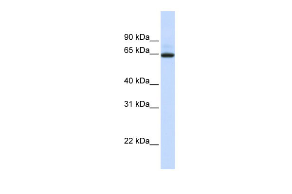 1 - UGT1A7 antibody - N-terminal region AI13023