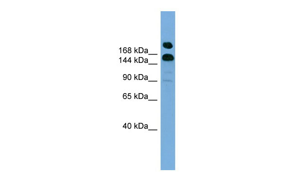1 - UGCGL1 antibody - middle region AI13030