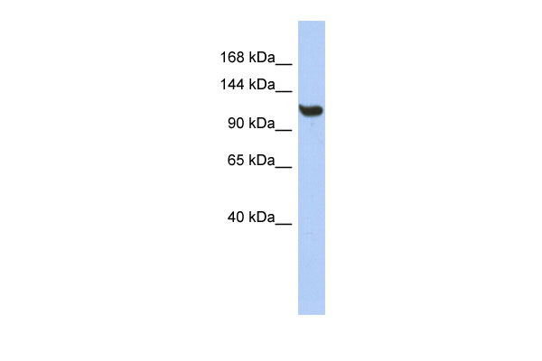 1 - TMEM63C antibody - middle region AI13037