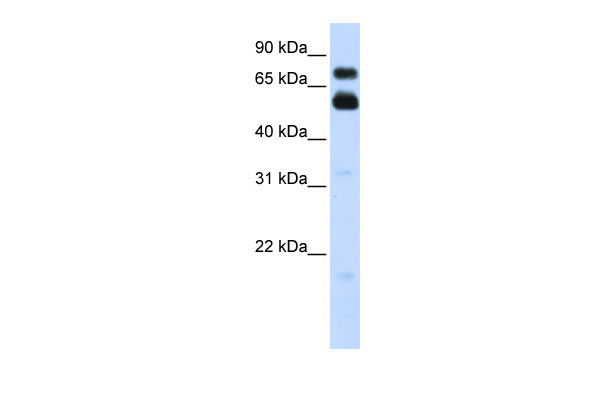 1 - VISA antibody - C-terminal region AI13046