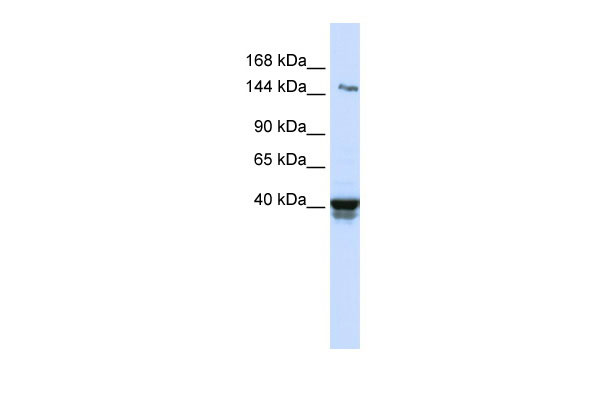 1 - IGSF9 antibody - N-terminal region AI13047