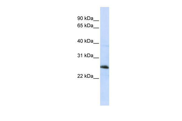 1 - RTN1 antibody - middle region AI13053